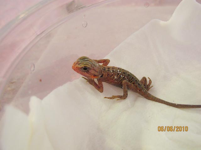 first baby 2