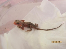 first baby 3