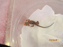 first baby 4