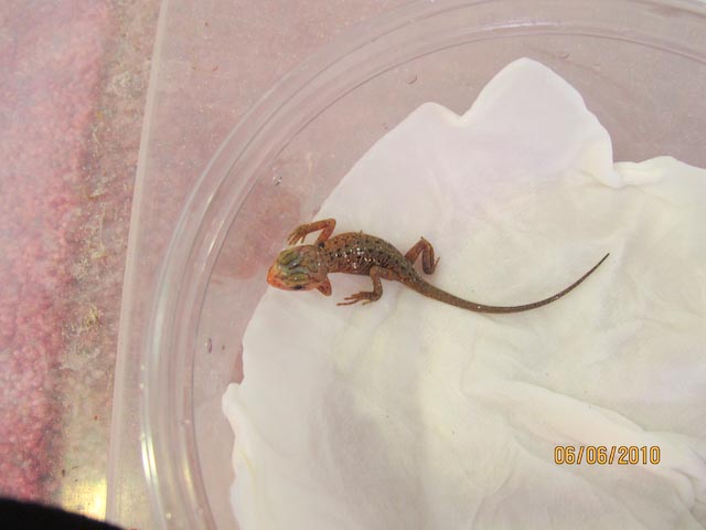 first baby 4