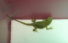 baby dragons 1 day old