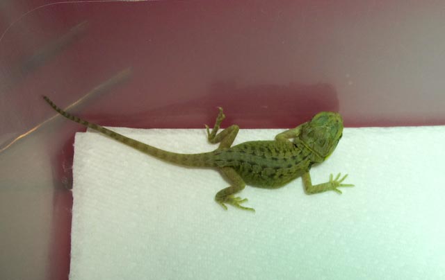 baby dragons 1 day old