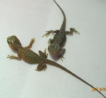 baby dragons 1 day old