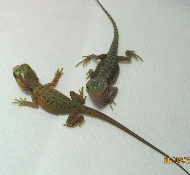 baby dragons 1 day old