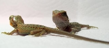 baby dragons 1 day old