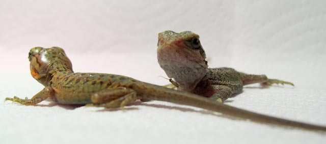 baby dragons 1 day old