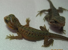 baby dragons 1 day old