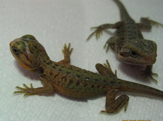 baby dragons 1 day old