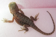 baby dragons 1 day old