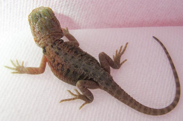baby dragons 1 day old