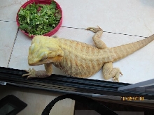 Butter hypotranslucent leatherback