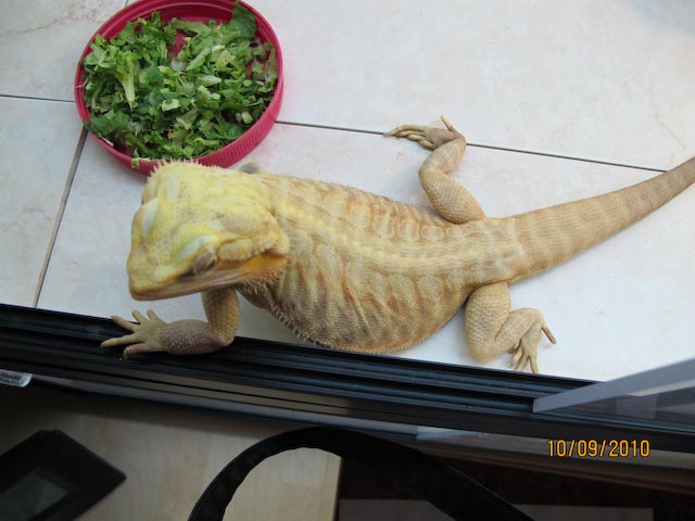 Butter hypotranslucent leatherback