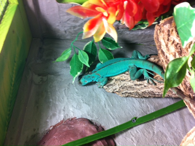 blue iguana