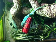 blue iguana 2
