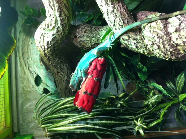 blue iguana 2