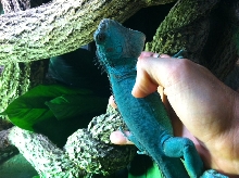 another shot of our blue iguana