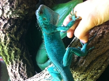 another shot blue iguana