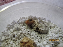 baby dragon hatching