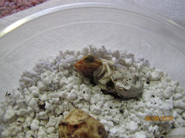 baby dragon hatching
