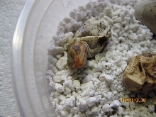 First ever hatchling for us