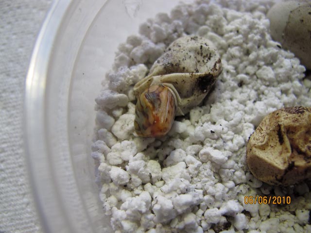 First ever hatchling for us