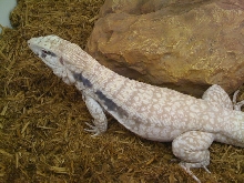 Fifi Albino Blue Tegu