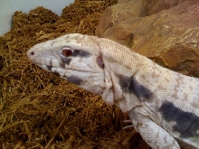 Fifi Albino Blue Tegu