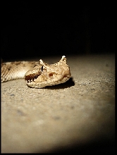 Cerastes , found 4/19/05