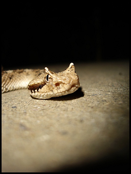 Cerastes , found 4/19/05