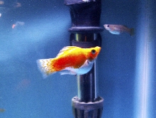 orangeballoonmolly