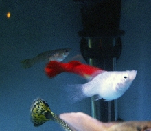 silver balloon molly