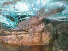 my 2 turtles