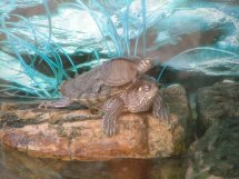my 2 turtles