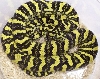 Jungle Carpet Python 08'