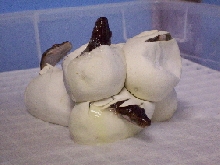 Captive Bred Moluccan Python's hatching