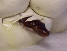 Captive Bred Moluccan Python's hatching