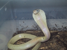 Suphan Cobra