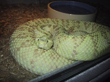 Xanthic Female