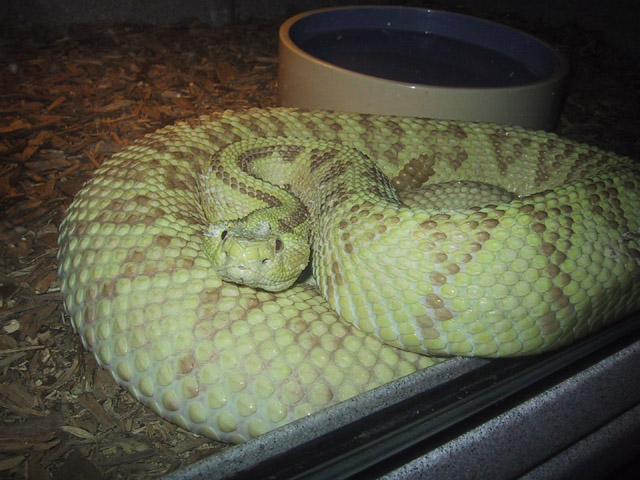 Xanthic Female