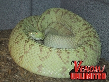 Xanthic Male