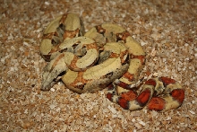 albino paradox