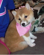 Kila with Bows