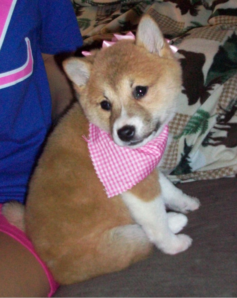Kila with Bows