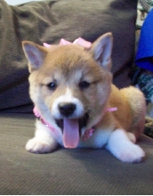 Tired After the Groomer's