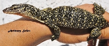 Varanus Indicus Cerambonensis