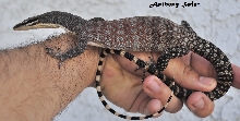 Kimberly Rock Monitor