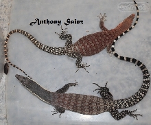 Kimberly Rock Monitor vs Pilbara Rock Monitor
