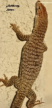 Freckled Monitor
