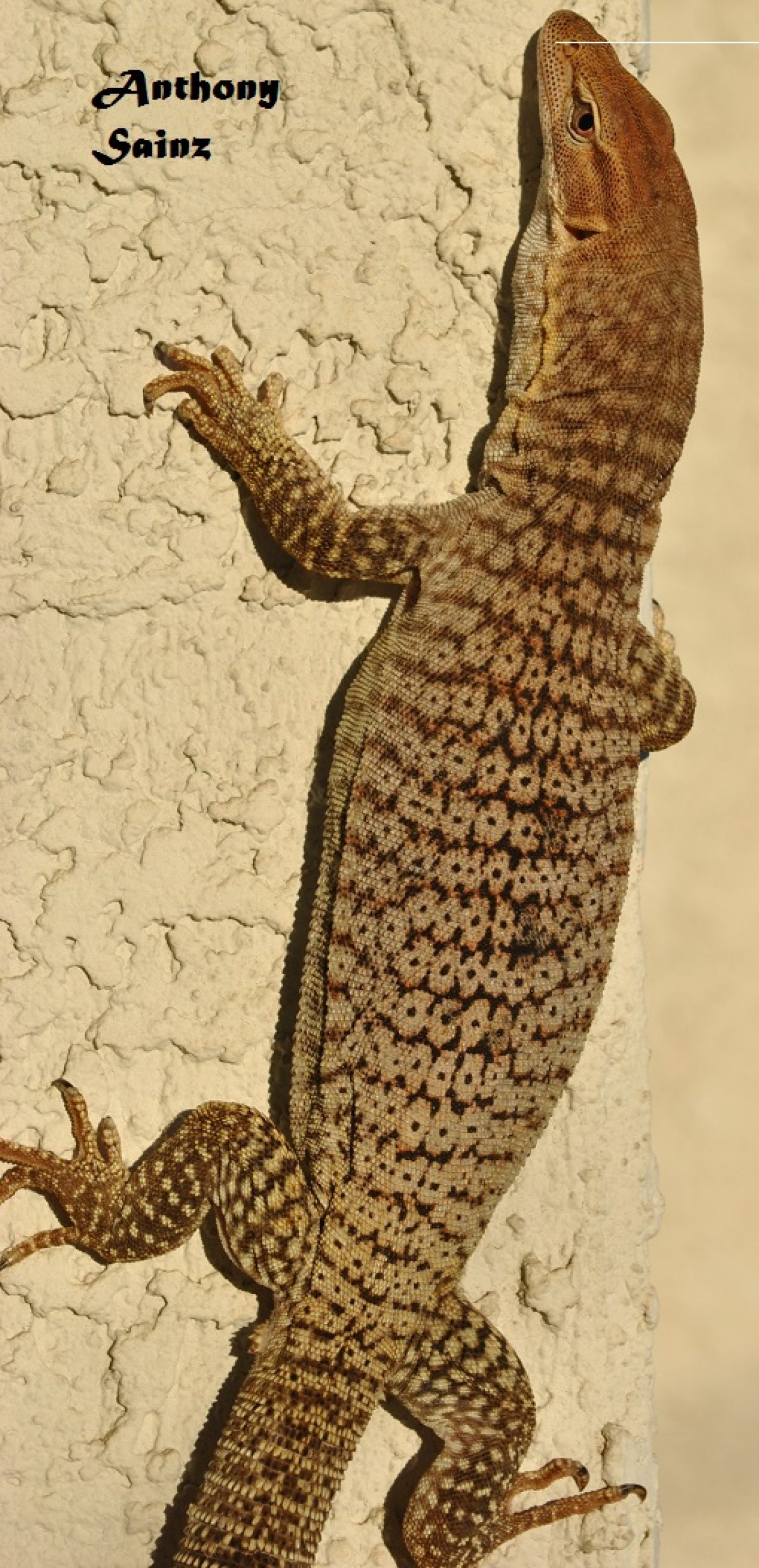 Freckled Monitor
