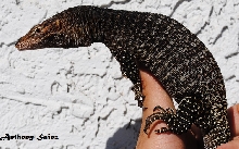 Varanus Tristis Tristis